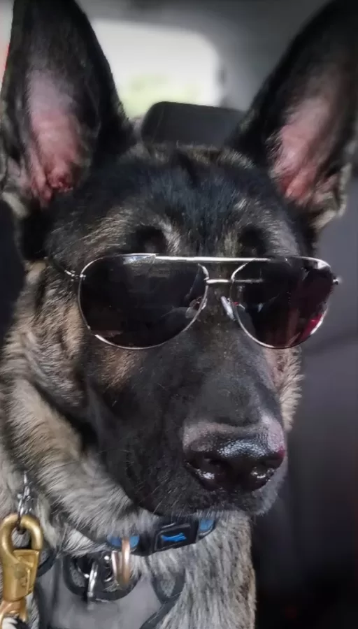 Our mascot
